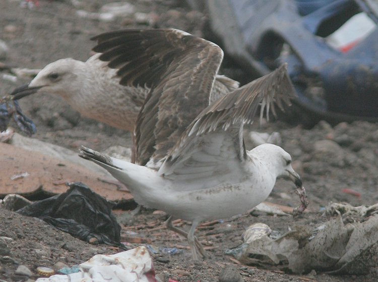 Larus fuscus