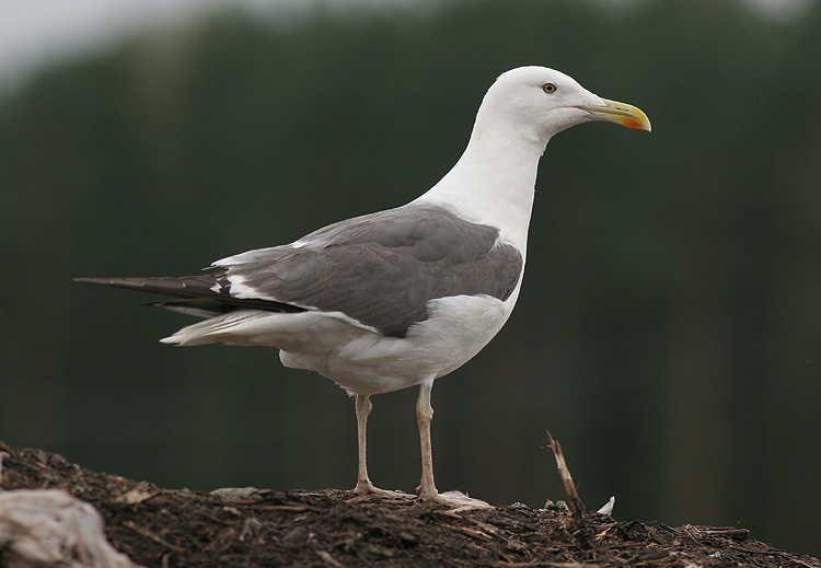 Larus (f.) heuglini