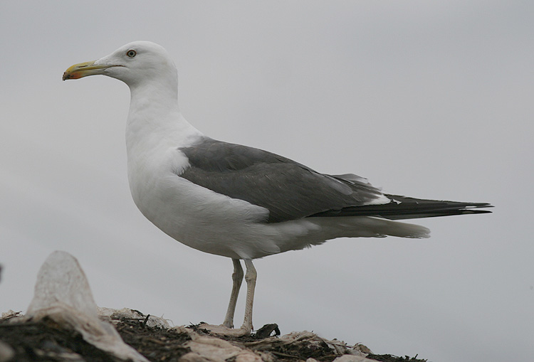 Larus (f.) heuglini