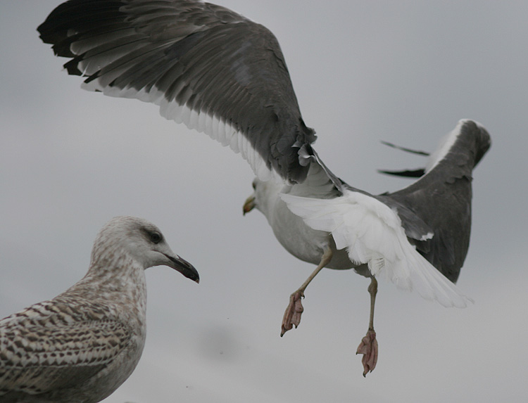 Larus (f.) heuglini