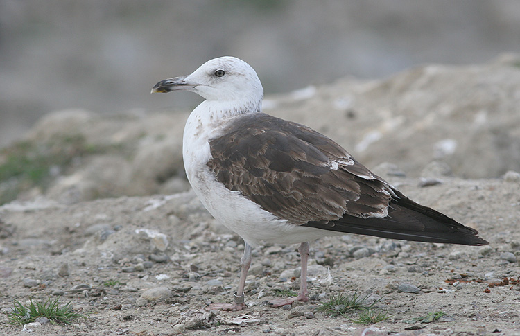 Larus fuscus