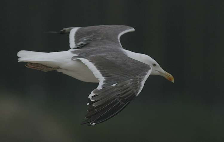 Larus (f.) heuglini