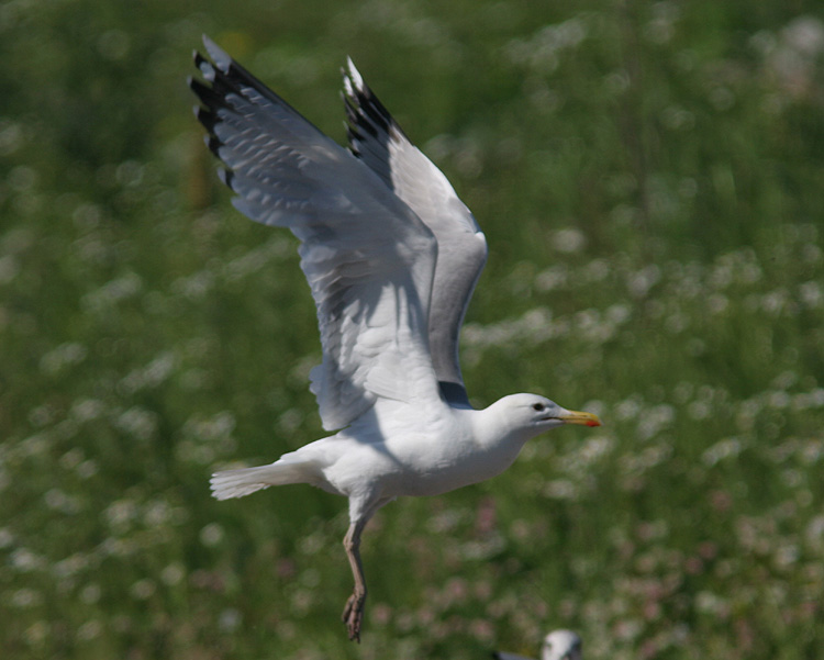 Larus cachinnans
