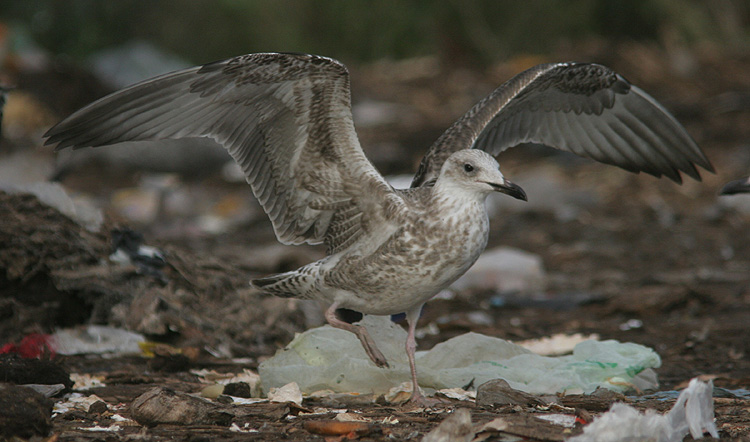 Larus cachinnans