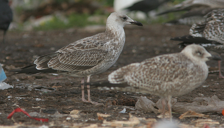 Larus cachinnans