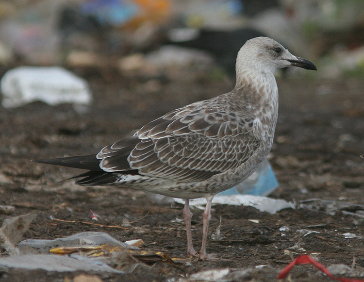 Larus cachinnans