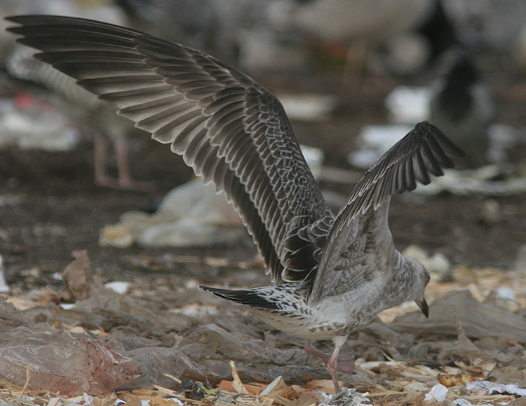Larus cachinnans