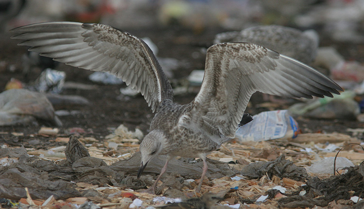 Larus cachinnans
