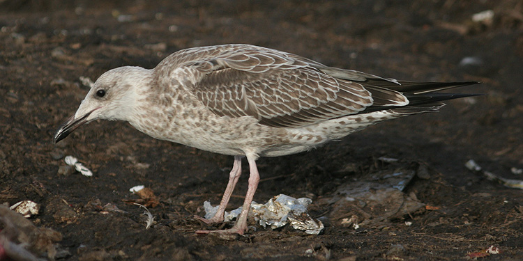 Larus cachinnans