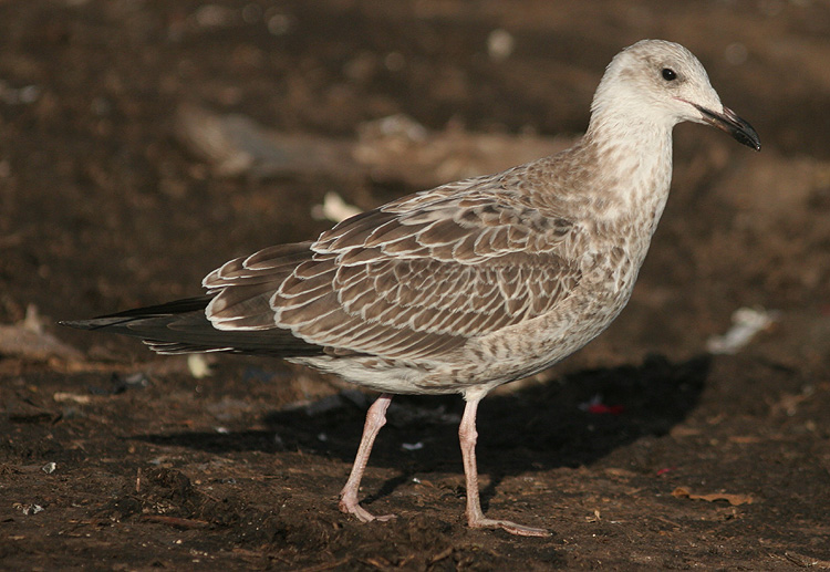 Larus cachinnans