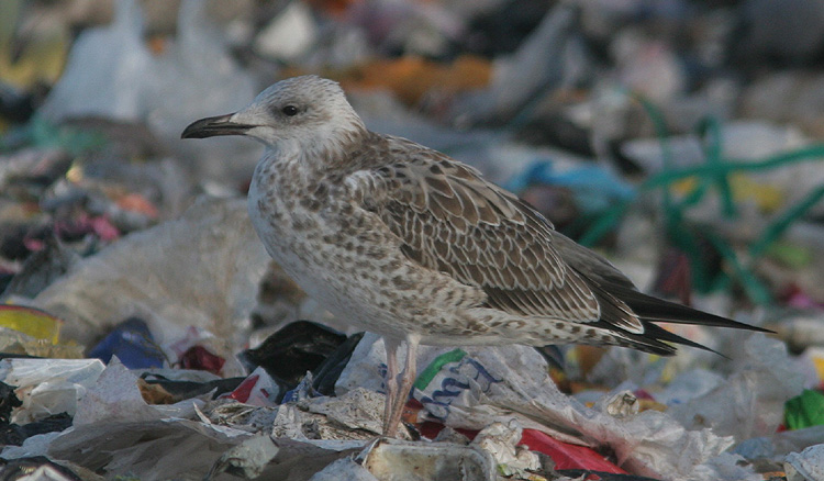 Larus cachinnans