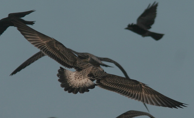Larus cachinnans