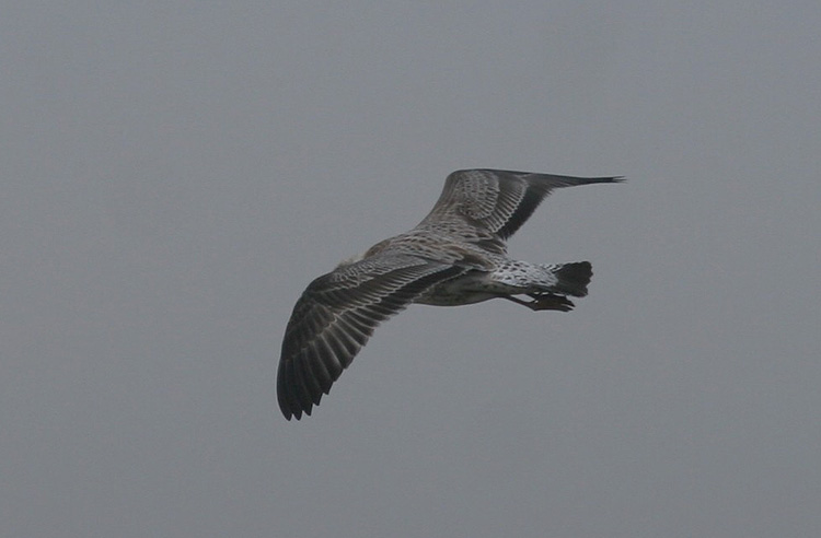 Larus cachinnans