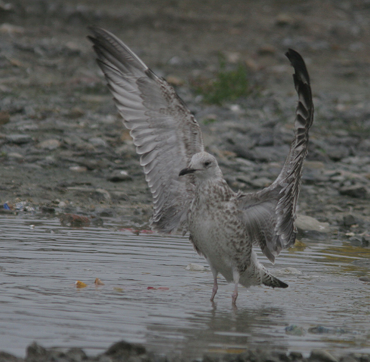 Larus cachinnans