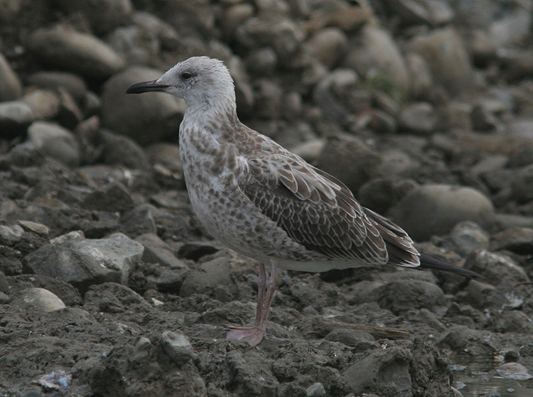 Larus cachinnans