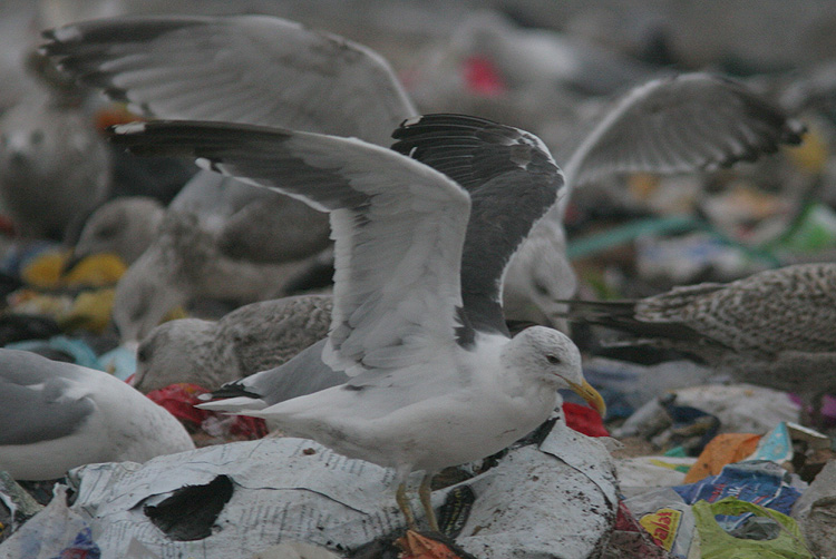 Larus (f.) h/g/i
