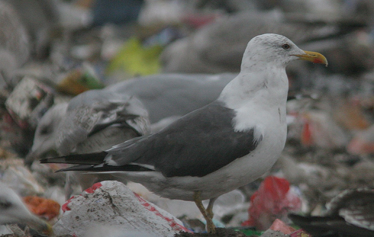 Larus (f.) h/g/i