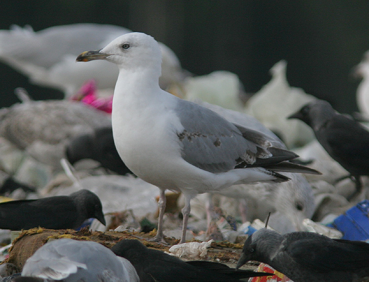 Argentatus or michahellis