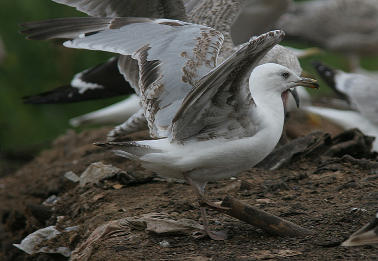 Argentatus or michahellis