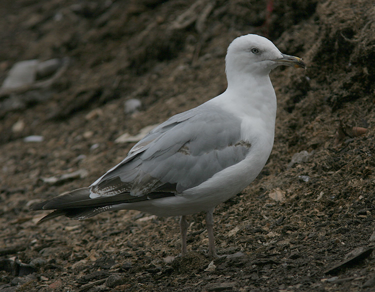 Argentatus or michahellis