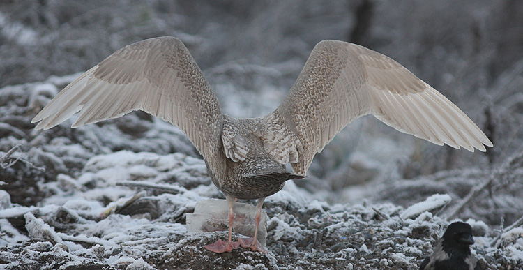 Larus hyperboreus