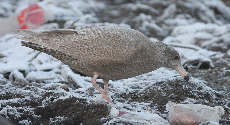Larus hyperboreus
