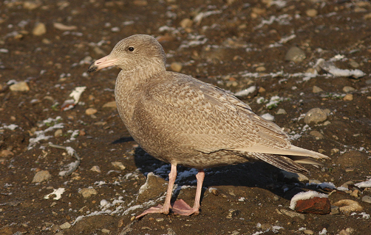 Larus hyperboreus