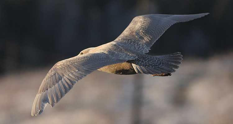 Larus hyperboreus