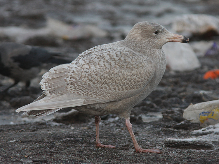 Larus hyperboreus