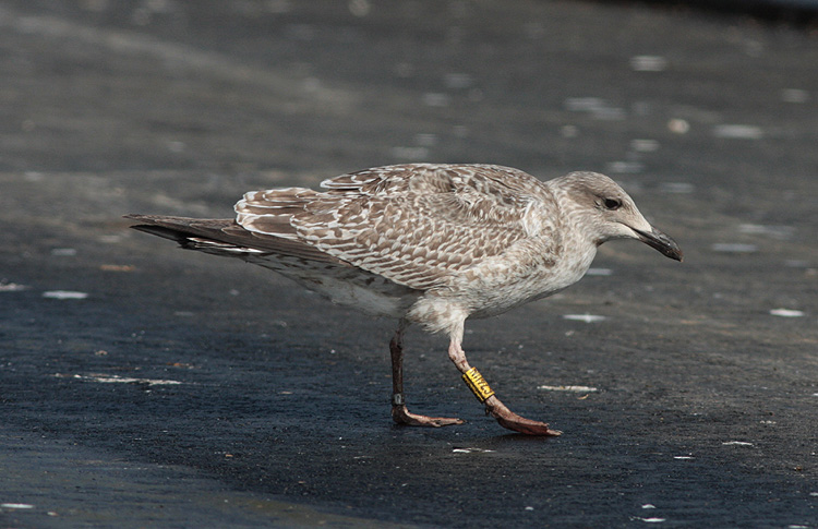 Larus argentatus