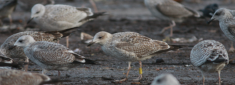 Larus argentatus