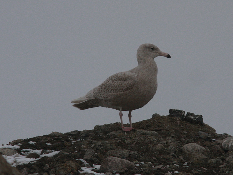 Larus hyperboreus