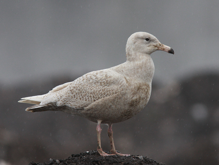 Larus hyperboreus