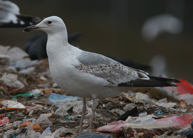 Larus cachinnans