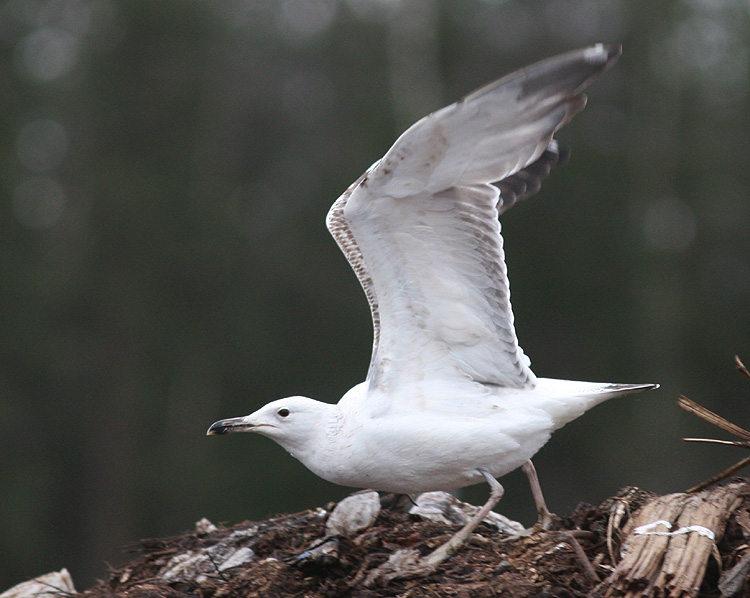 Larus cachinnans
