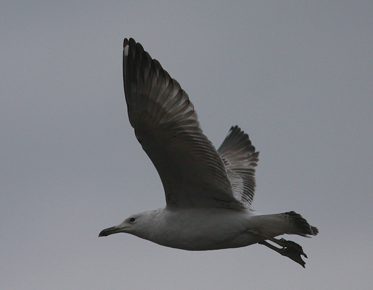 Larus cachinnans