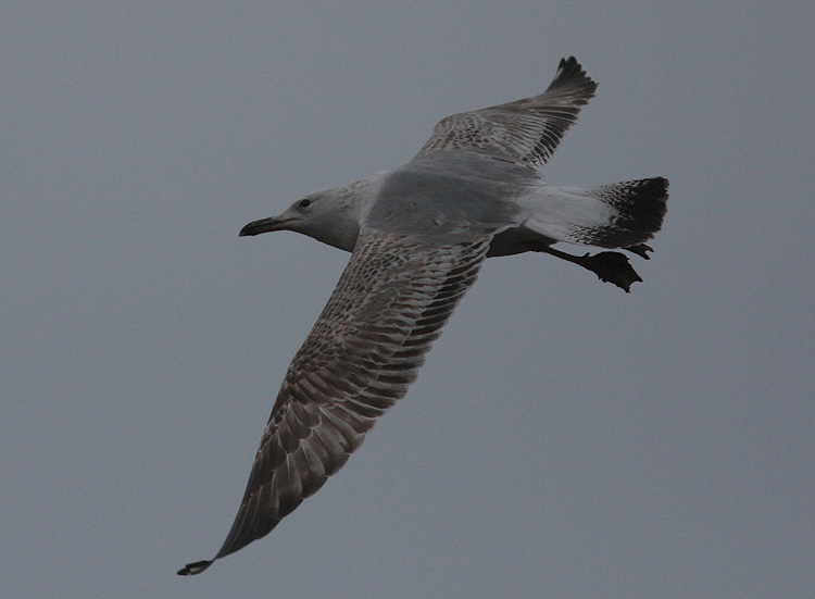 Larus cachinnans