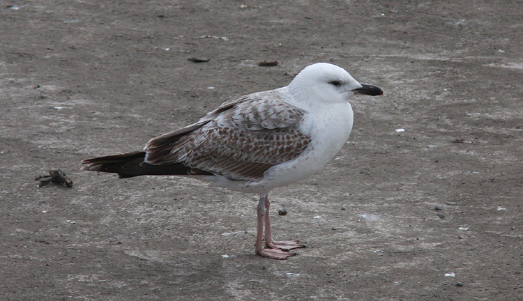 Larus (f.) heuglini