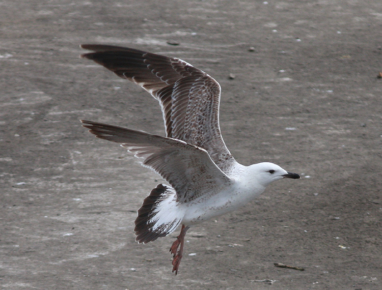 Larus (f.) heuglini