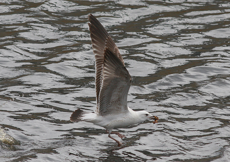 Larus (f.) heuglini