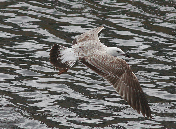 Larus (f.) heuglini