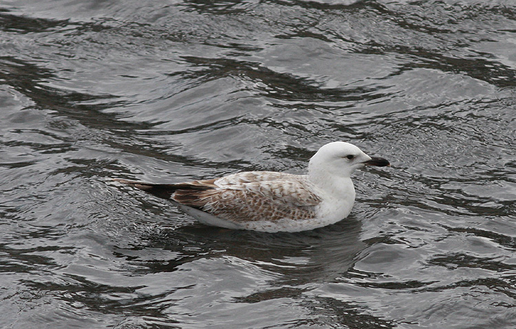 Larus (f.) heuglini