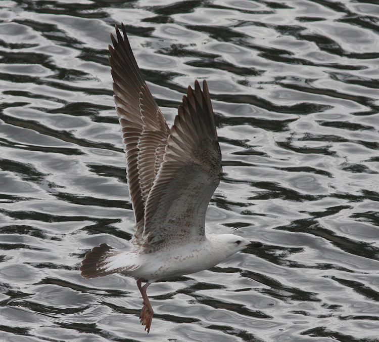 Larus (f.) heuglini