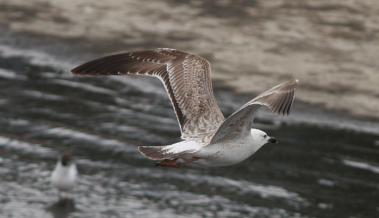 Larus (f.) heuglini