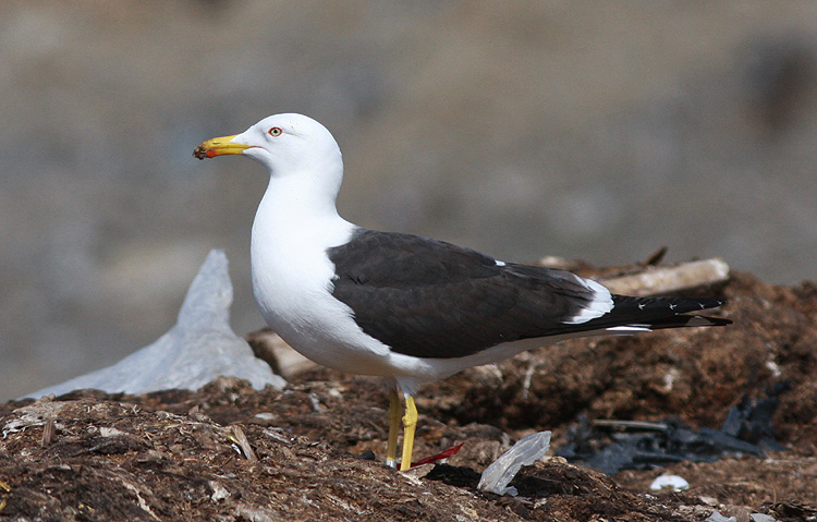 Larus fuscus