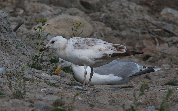 Larus cachinnans