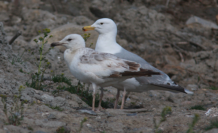 Larus cachinnans