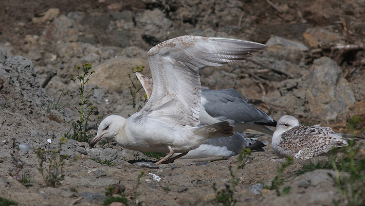 Larus cachinnans