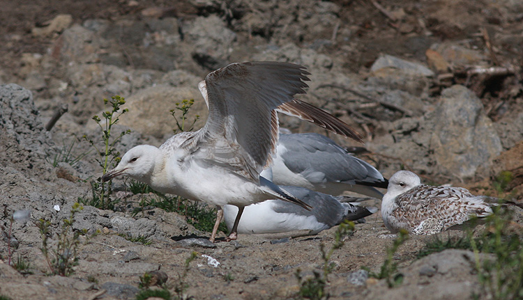 Larus cachinnans