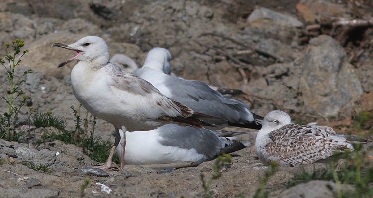 Larus cachinnans